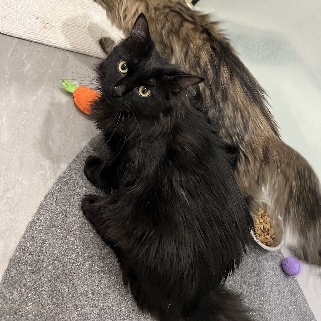 Olly, an adoptable Domestic Long Hair in Lions Bay, BC, V0N 2E0 | Photo Image 2
