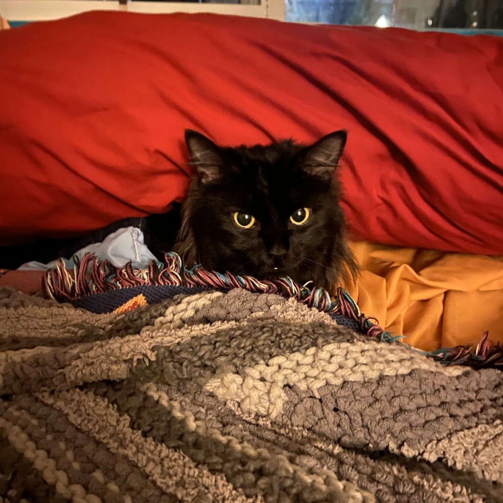 Olly, an adoptable Domestic Long Hair in Lions Bay, BC, V0N 2E0 | Photo Image 3
