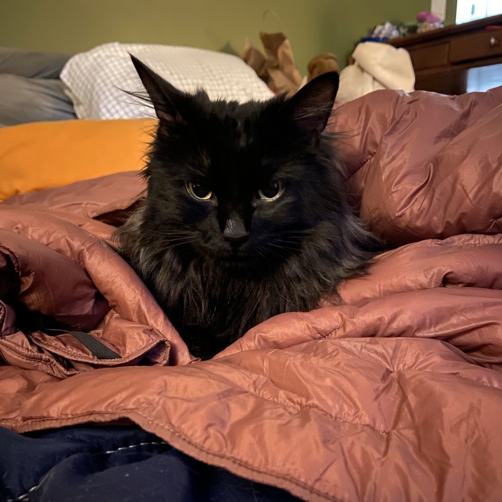 Olly, an adoptable Domestic Long Hair in Lions Bay, BC, V0N 2E0 | Photo Image 4