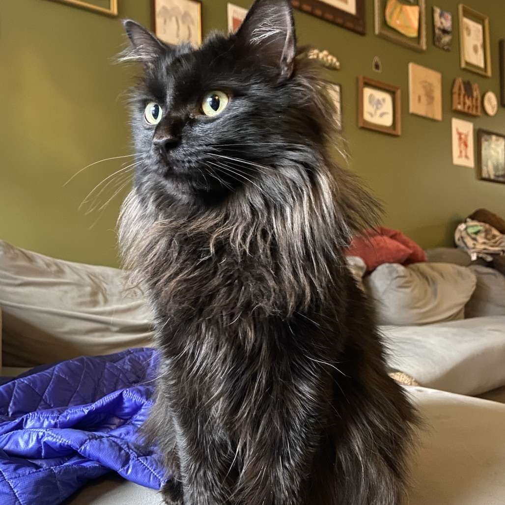 Olly, an adoptable Domestic Long Hair in Lions Bay, BC, V0N 2E0 | Photo Image 5