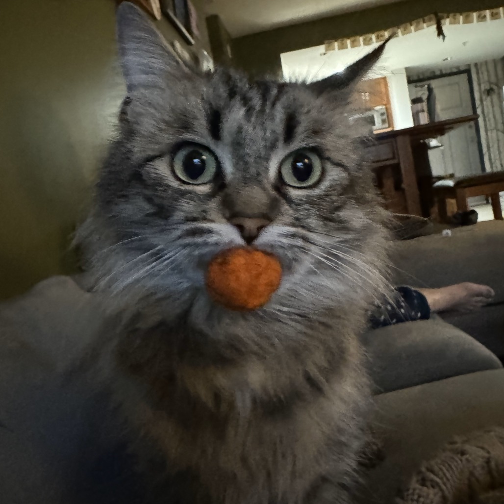 Tilly, an adoptable Domestic Long Hair in Lions Bay, BC, V0N 2E0 | Photo Image 1