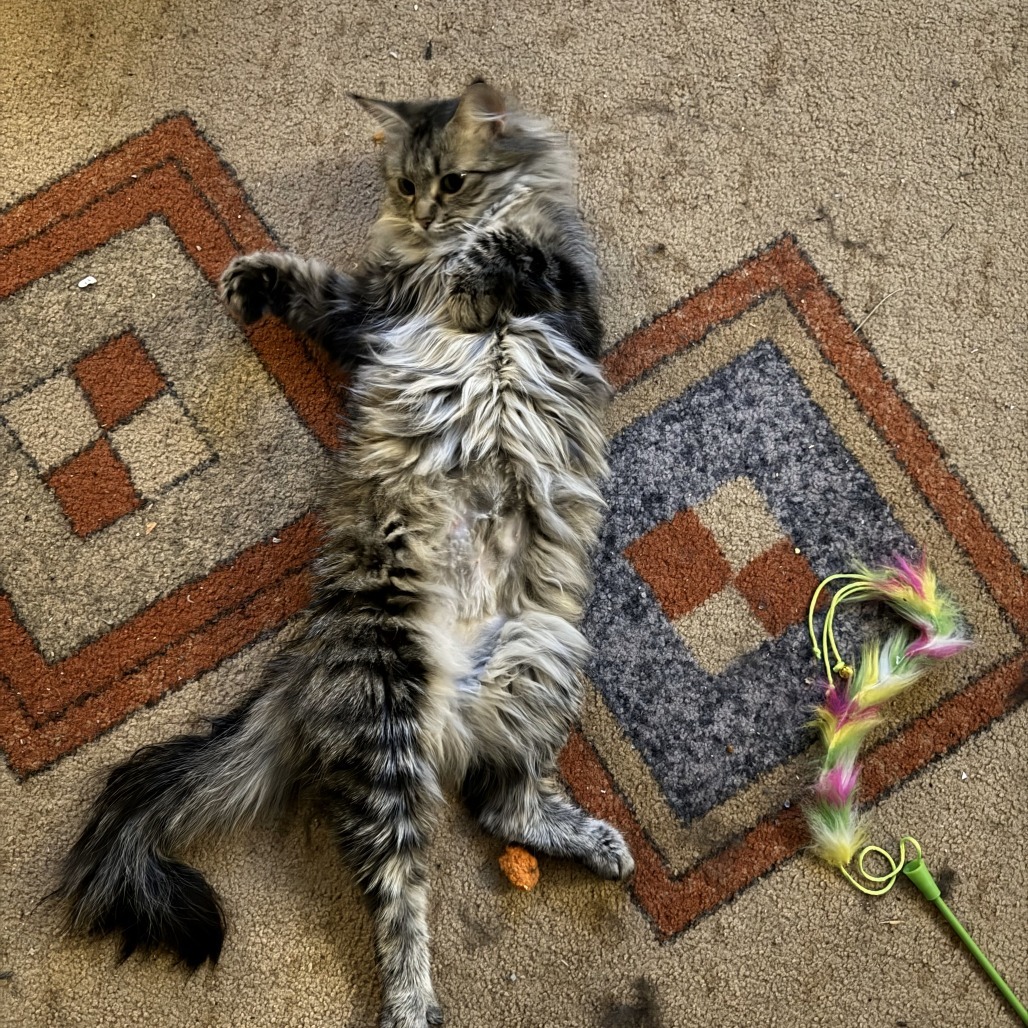 Tilly, an adoptable Domestic Long Hair in Lions Bay, BC, V0N 2E0 | Photo Image 2