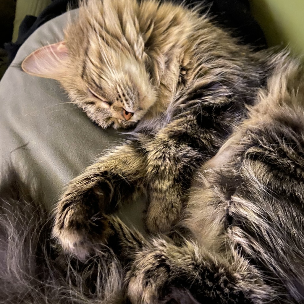 Tilly, an adoptable Domestic Long Hair in Lions Bay, BC, V0N 2E0 | Photo Image 3