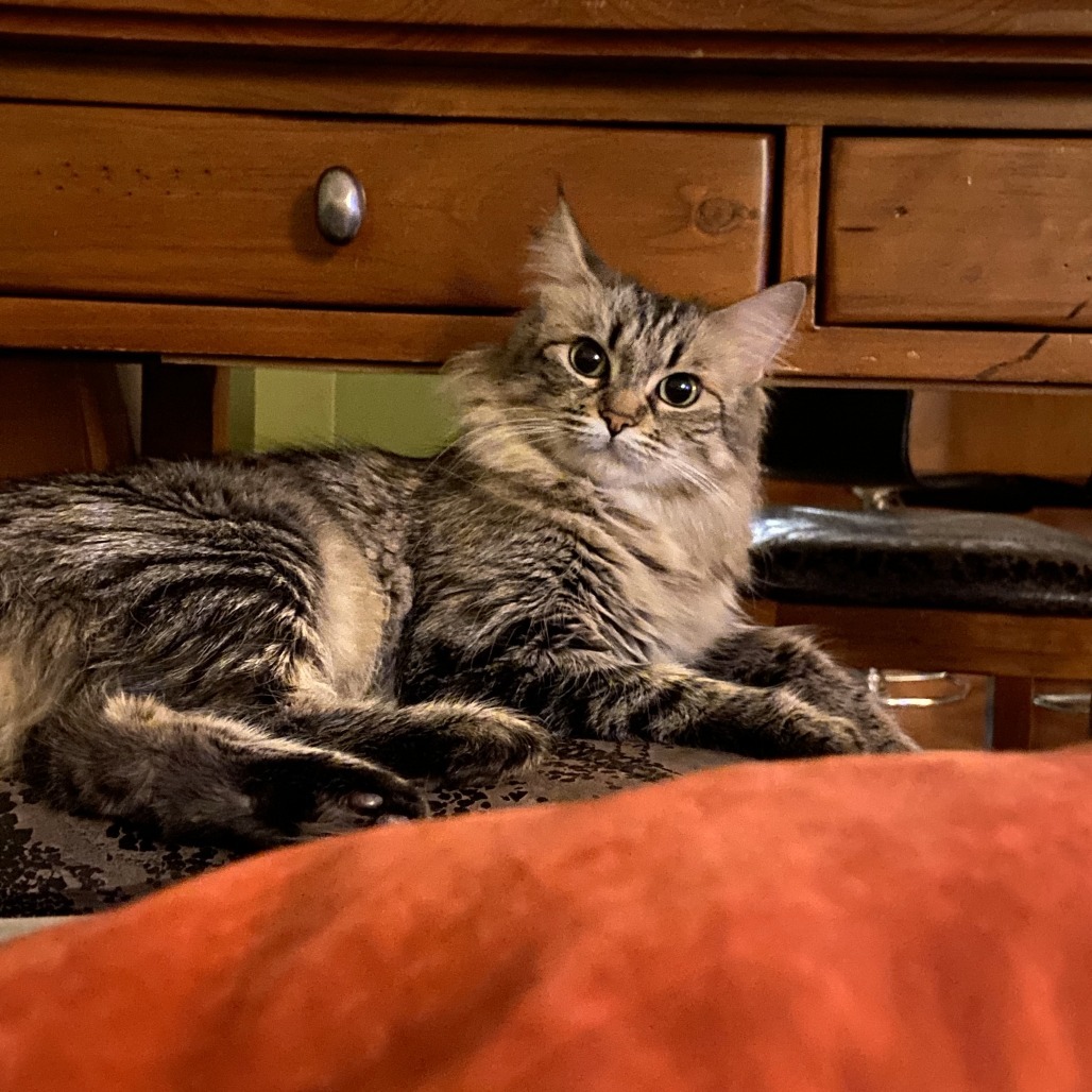Tilly, an adoptable Domestic Long Hair in Lions Bay, BC, V0N 2E0 | Photo Image 4