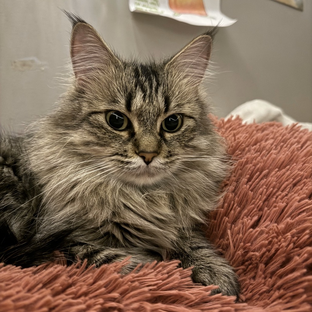 Tilly, an adoptable Domestic Long Hair in Lions Bay, BC, V0N 2E0 | Photo Image 5