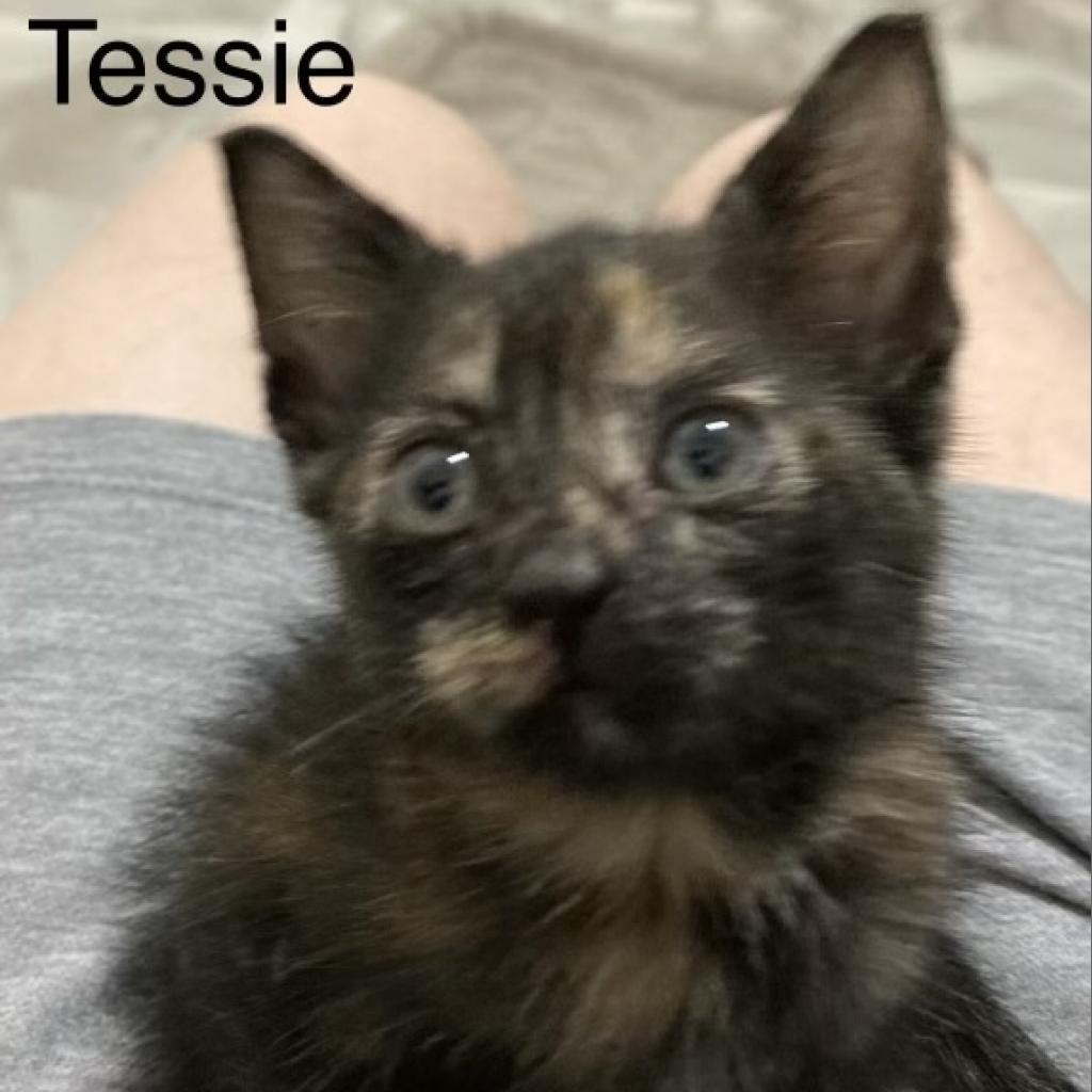 Tessie