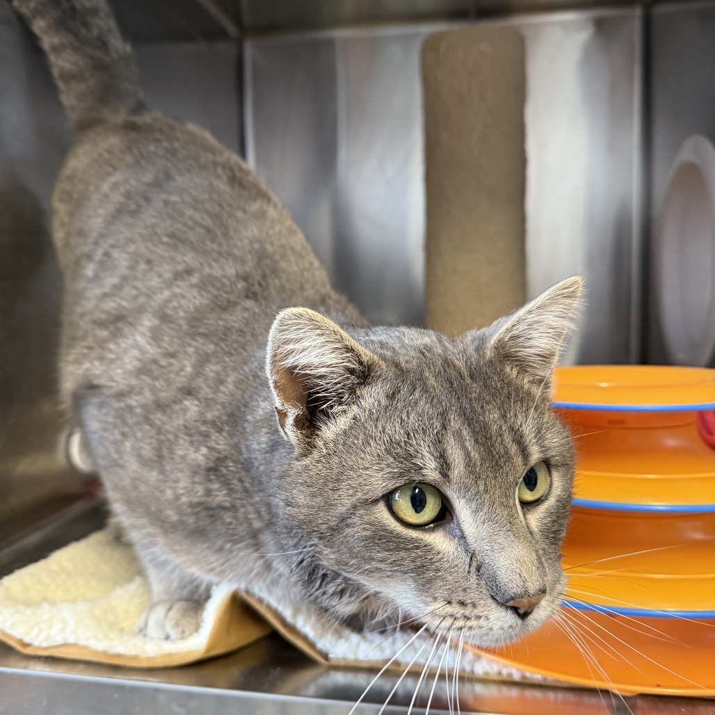 Nova, an adoptable Domestic Short Hair in Lander, WY, 82520 | Photo Image 2