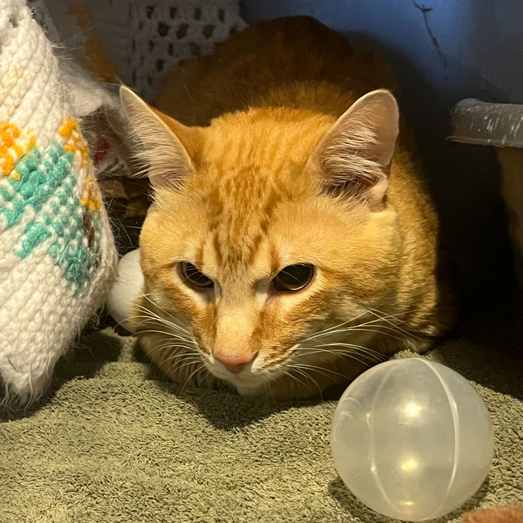 Chairman Meow, an adoptable Domestic Short Hair in Lander, WY, 82520 | Photo Image 2