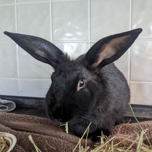 Milo, Adult Male American Fuzzy Lop