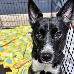 Sheva, Adult Female Australian Cattle Dog / Blue Heeler