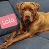 Lala photo 6