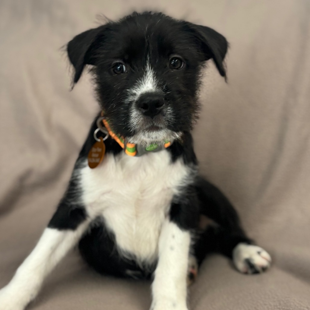 Tobias