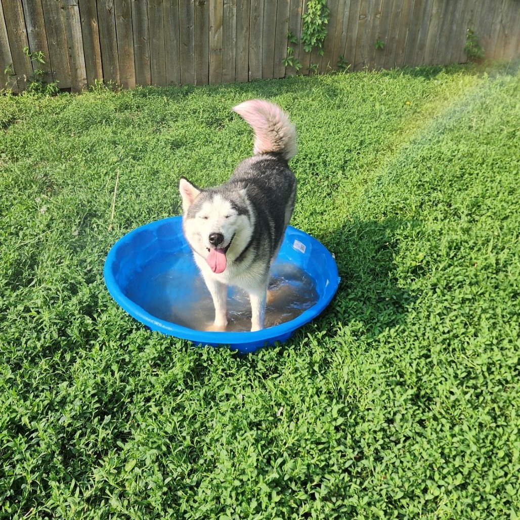 Sylvia, an adoptable Husky in Sioux Falls, SD, 57106 | Photo Image 1