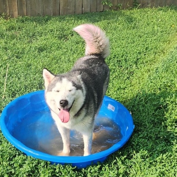 Sylvia, an adoptable Husky in Sioux Falls, SD, 57106 | Photo Image 1