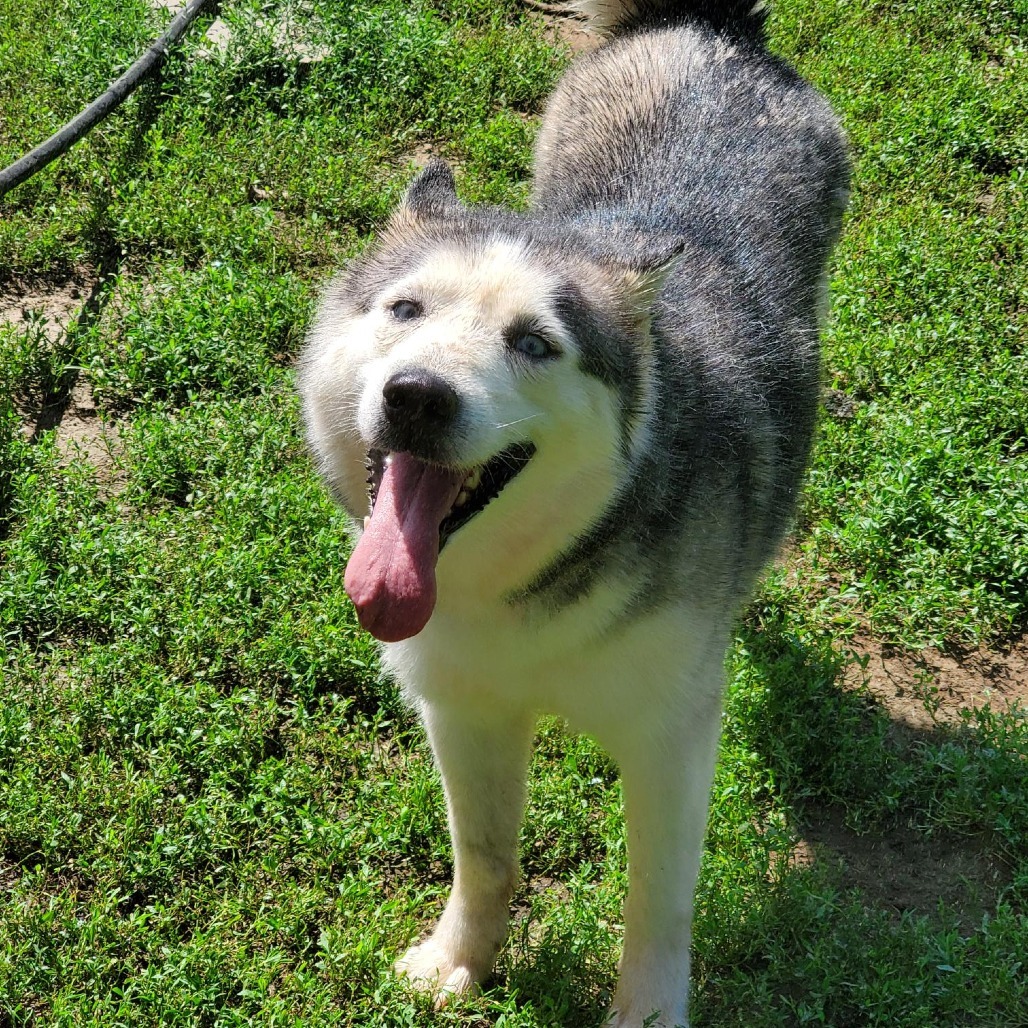 Sylvia, an adoptable Husky in Sioux Falls, SD, 57106 | Photo Image 1