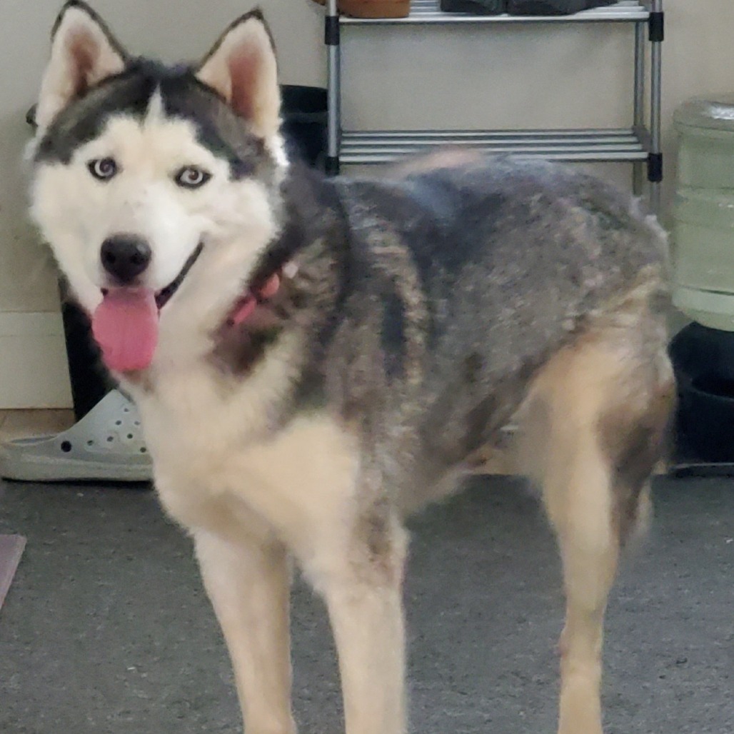 Sylvia, an adoptable Husky in Sioux Falls, SD, 57106 | Photo Image 2