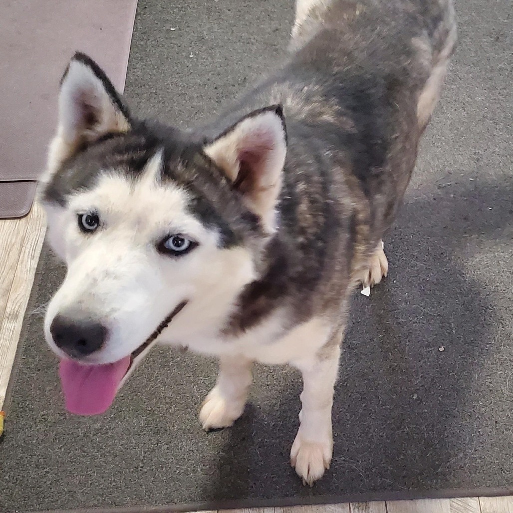 Sylvia, an adoptable Husky in Sioux Falls, SD, 57106 | Photo Image 3