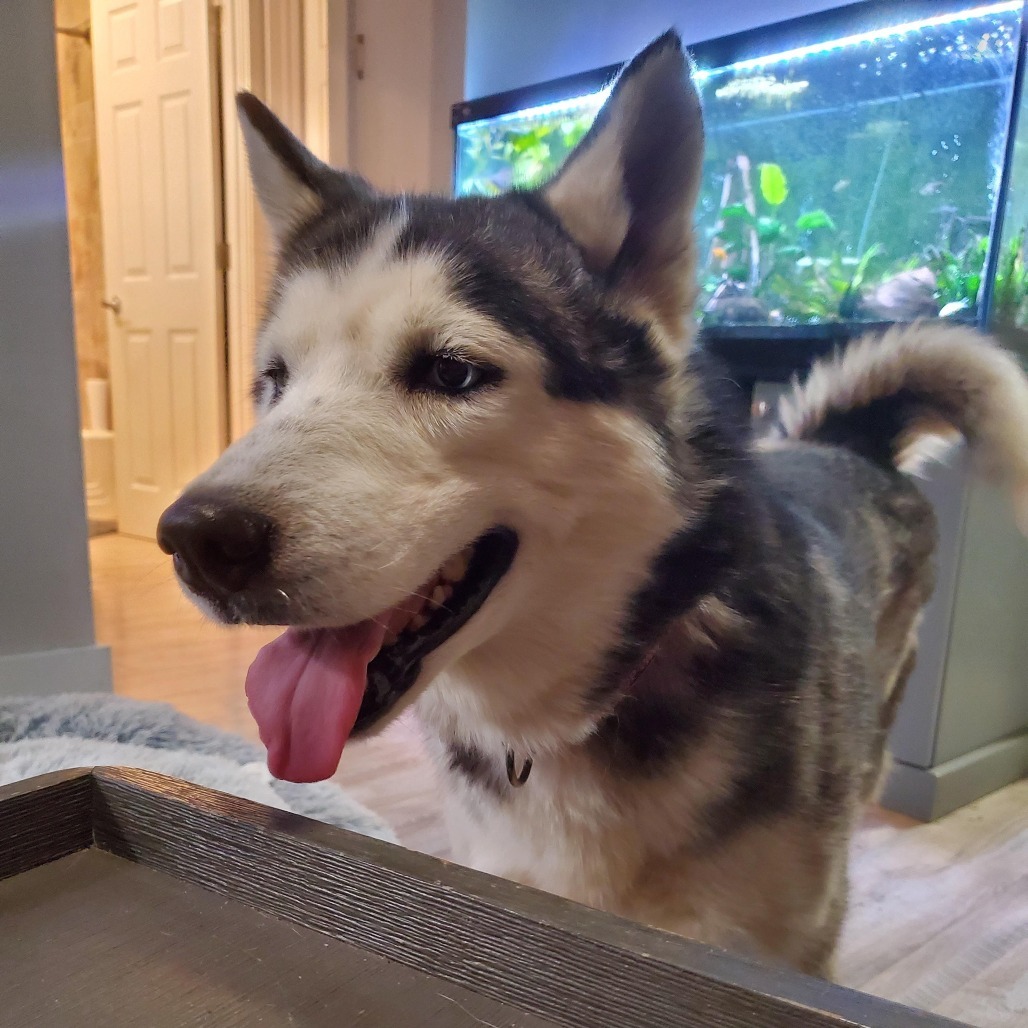 Sylvia, an adoptable Husky in Sioux Falls, SD, 57106 | Photo Image 3