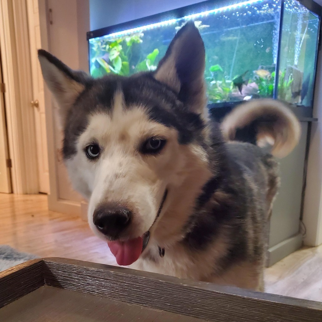 Sylvia, an adoptable Husky in Sioux Falls, SD, 57106 | Photo Image 5