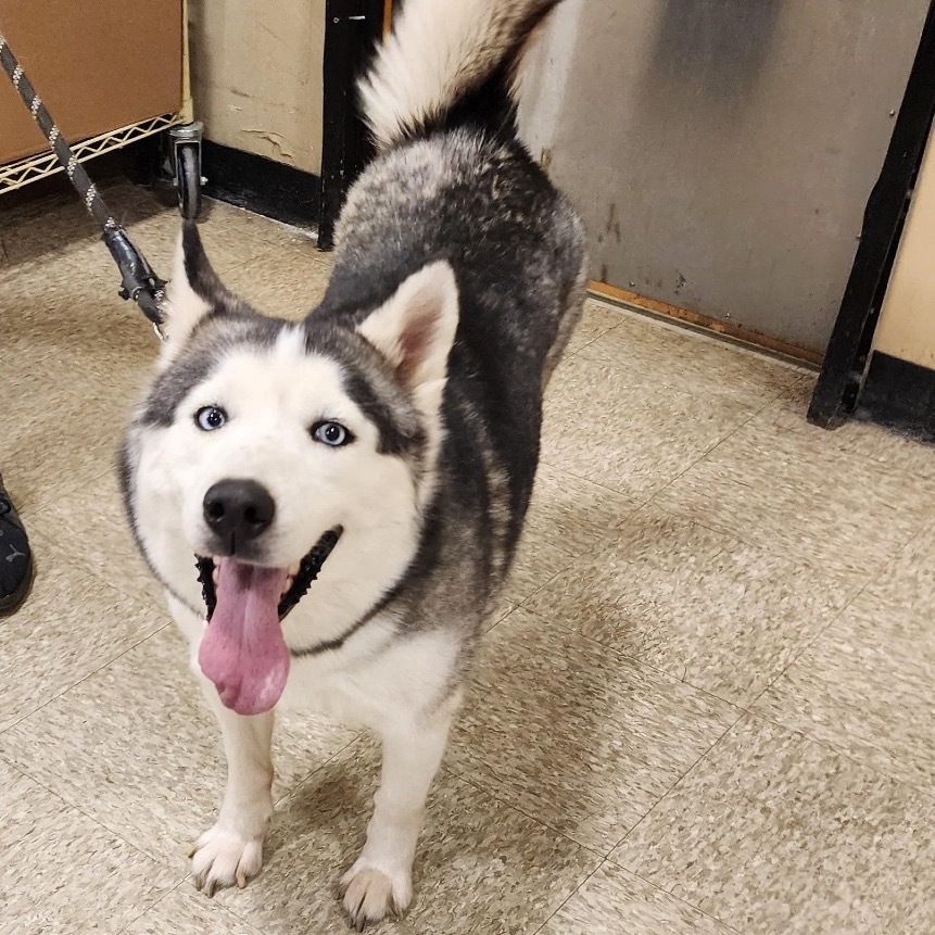 Sylvia, an adoptable Husky in Sioux Falls, SD, 57106 | Photo Image 5