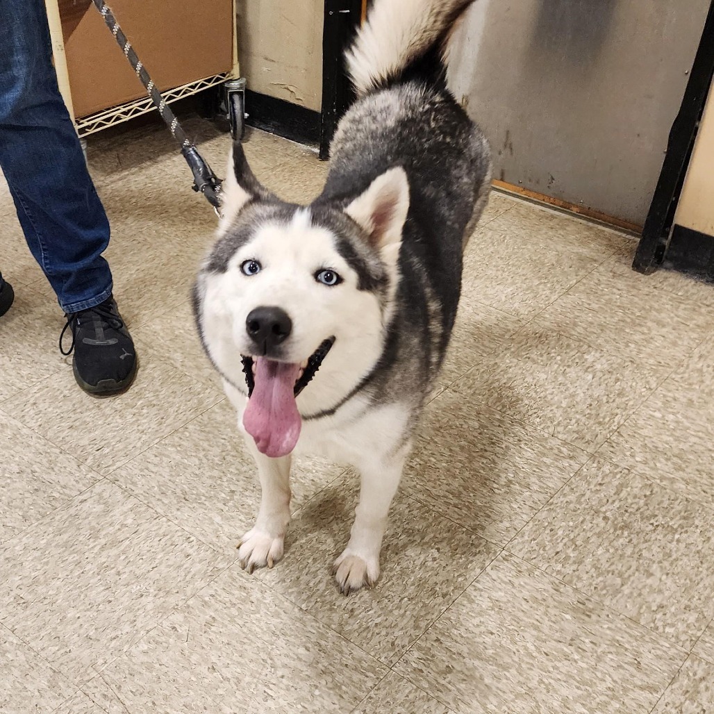 Sylvia, an adoptable Husky in Sioux Falls, SD, 57106 | Photo Image 6