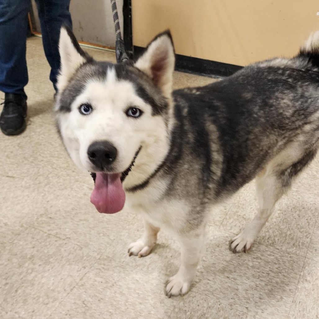 Sylvia, an adoptable Husky in Sioux Falls, SD, 57106 | Photo Image 6