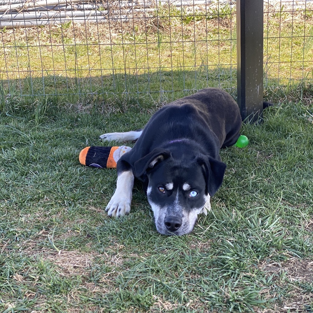 Finn