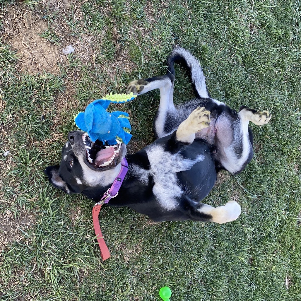 Finn