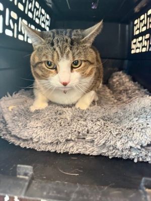 Sky, Young Male Domestic Short Hair