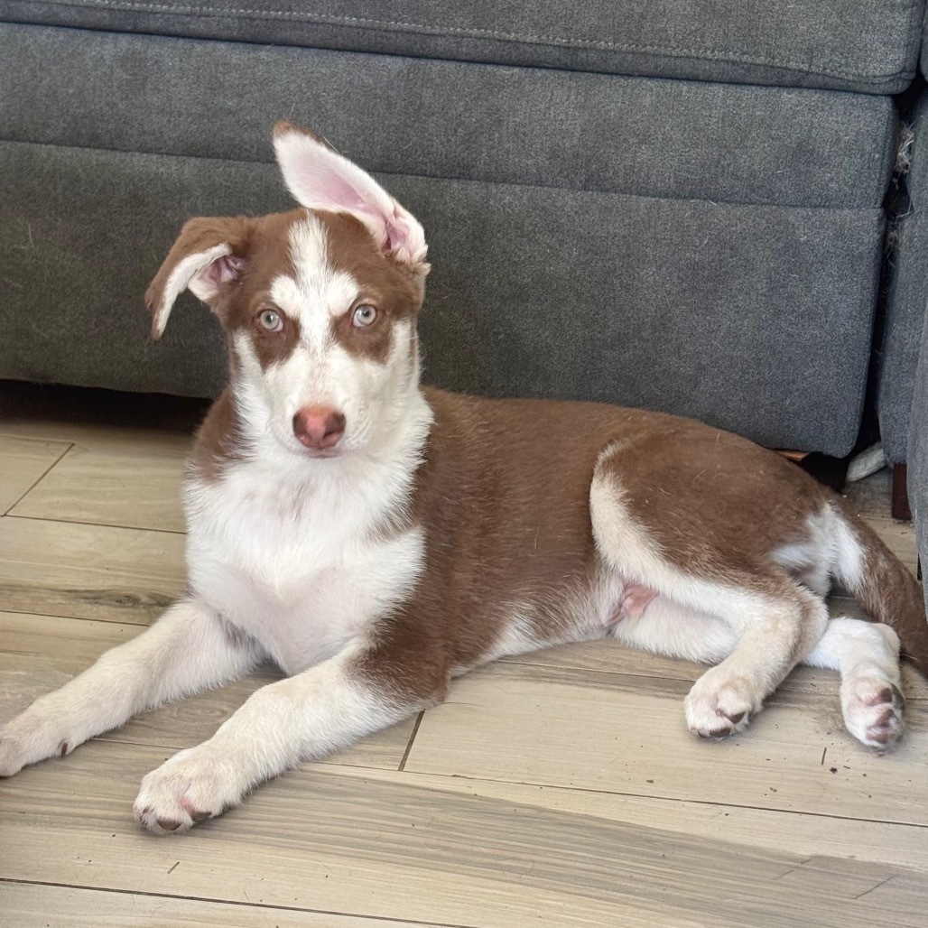 Archie (Archibald)