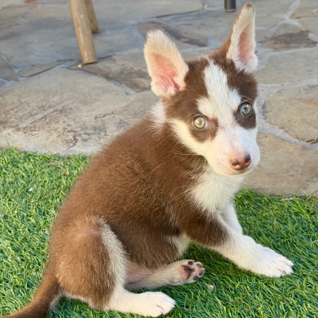 Archie (Archibald)