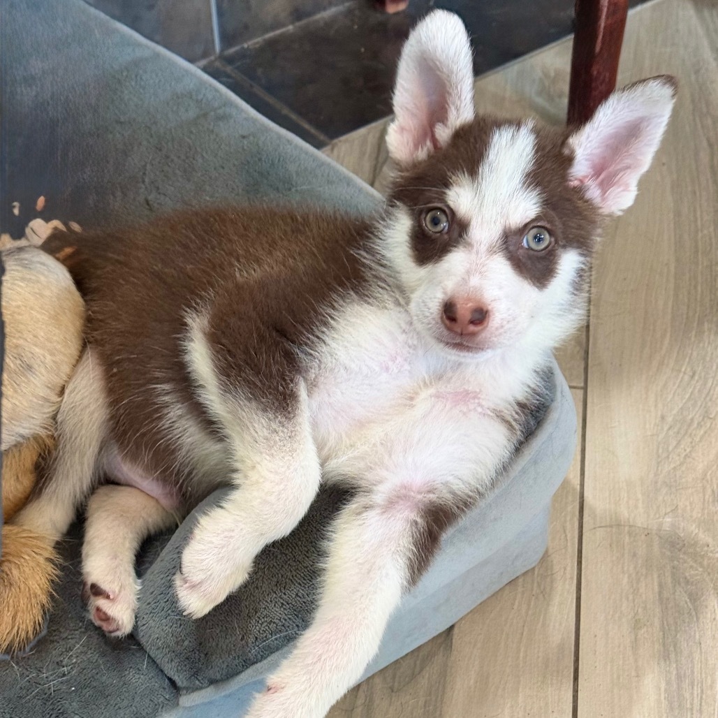 Archie (Archibald)