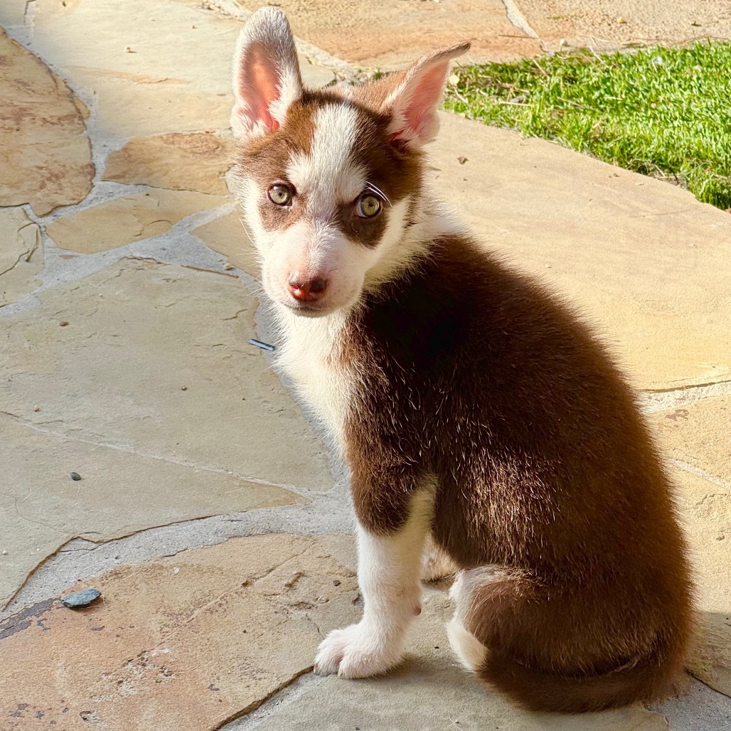 Archie (Archibald)