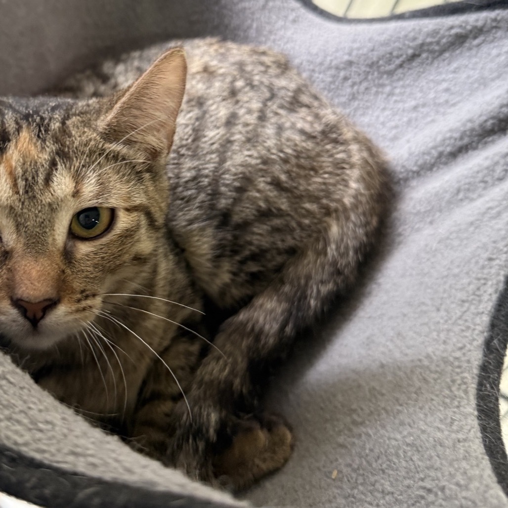 Latte, an adoptable Domestic Short Hair in Wahiawa, HI, 96786 | Photo Image 1