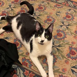 Tomato is a happy-go-lucky funky and loving boy From making biscuits to takin