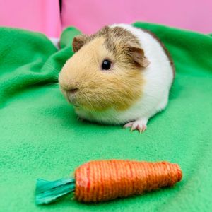 Meet Bruno the sweetest little guinea pig with a big heart and an even bigger voice This charming 