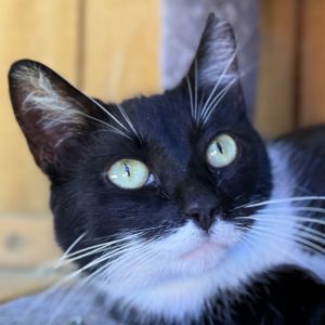 Trisha, Adult Female Domestic Short Hair