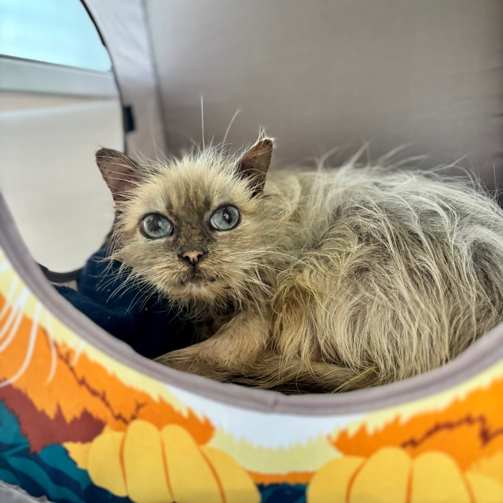 Princess, an adoptable Persian in Raytown, MO, 64133 | Photo Image 1