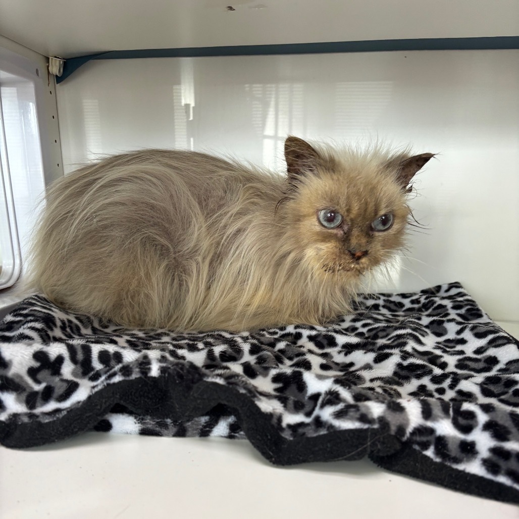 Princess, an adoptable Persian in Raytown, MO, 64133 | Photo Image 3