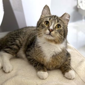 Sonnie, Adult Male Domestic Short Hair
