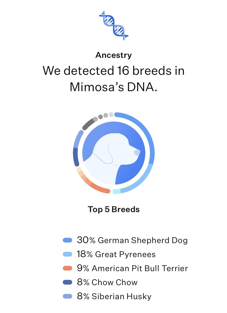 Mimosa