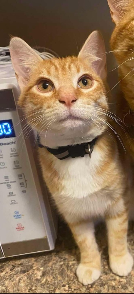 Milo
