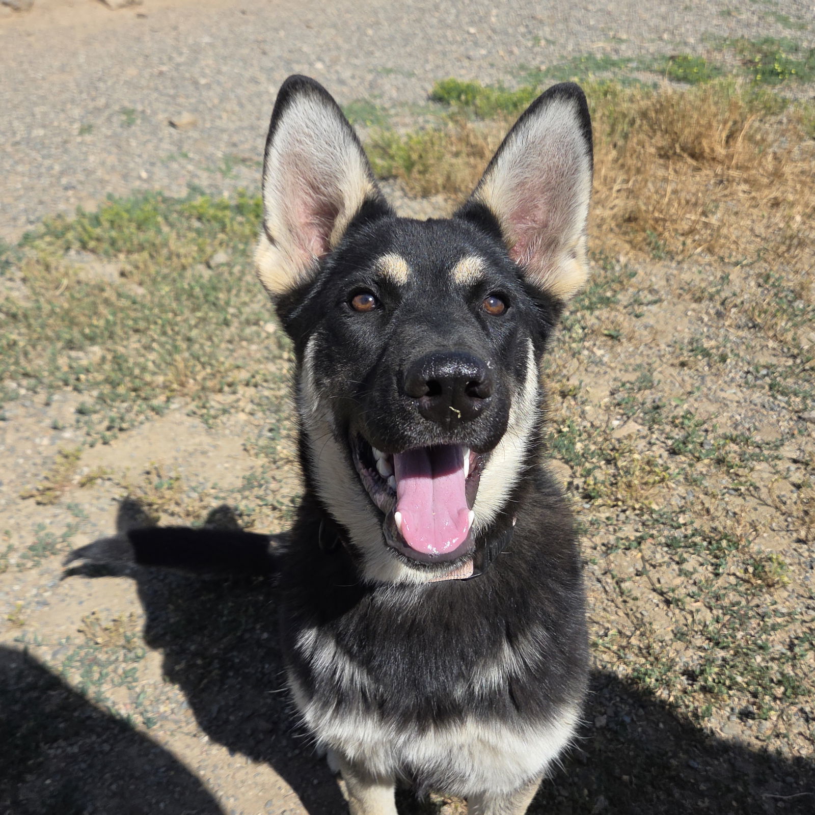 Brynn, an adoptable Husky, Shepherd in Yreka, CA, 96097 | Photo Image 1