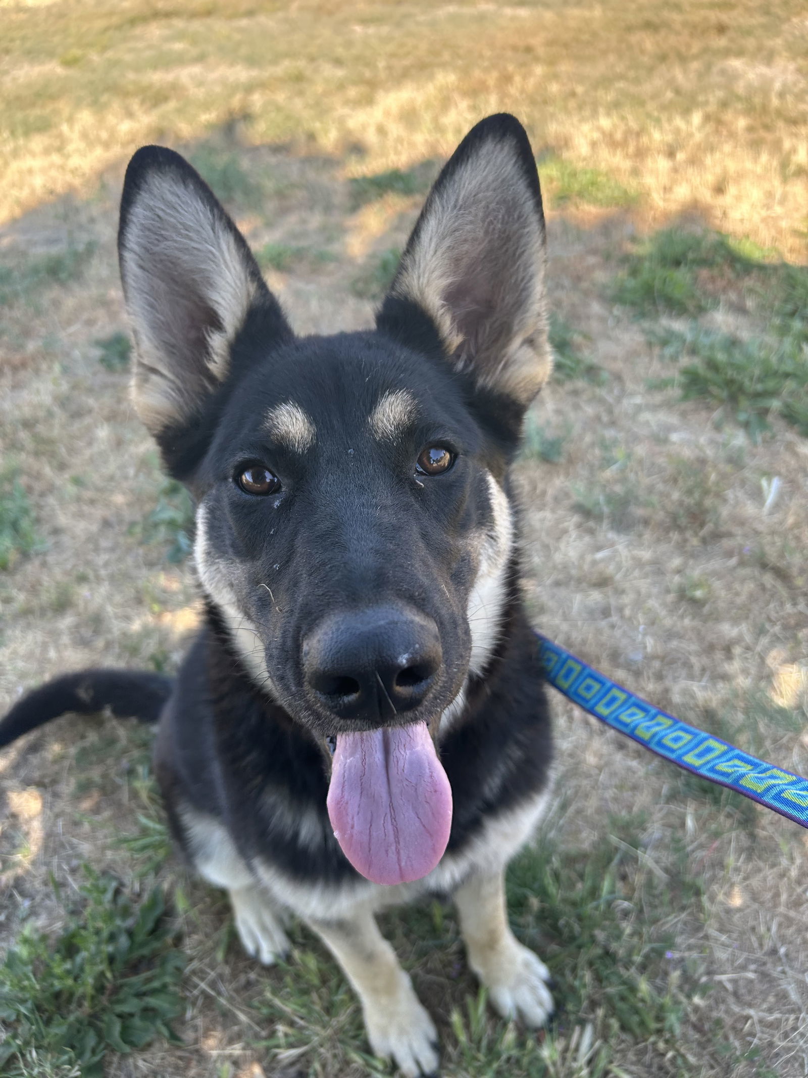 Brynn, an adoptable Husky, Shepherd in Yreka, CA, 96097 | Photo Image 2