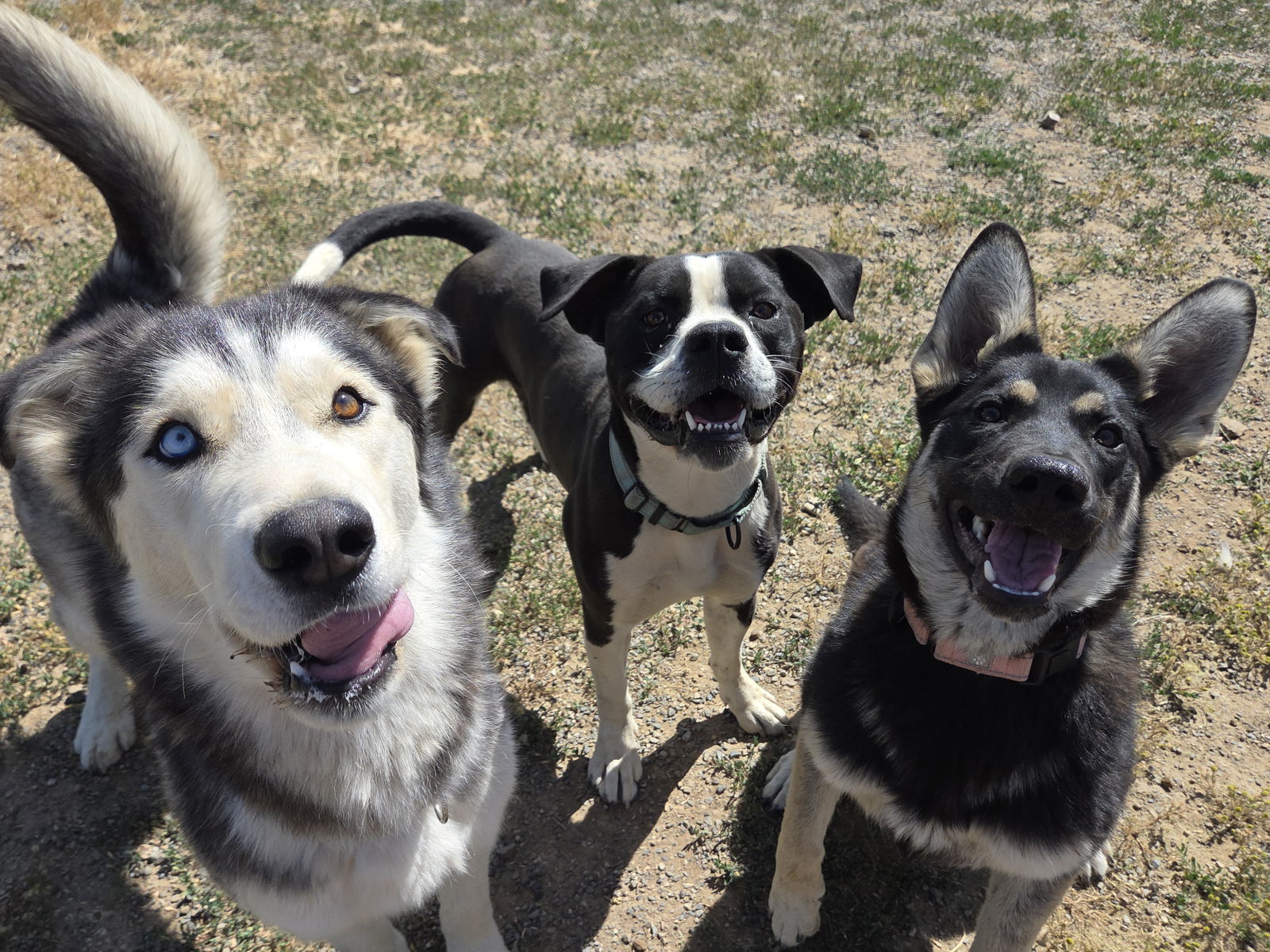 Brynn, an adoptable Husky, Shepherd in Yreka, CA, 96097 | Photo Image 3