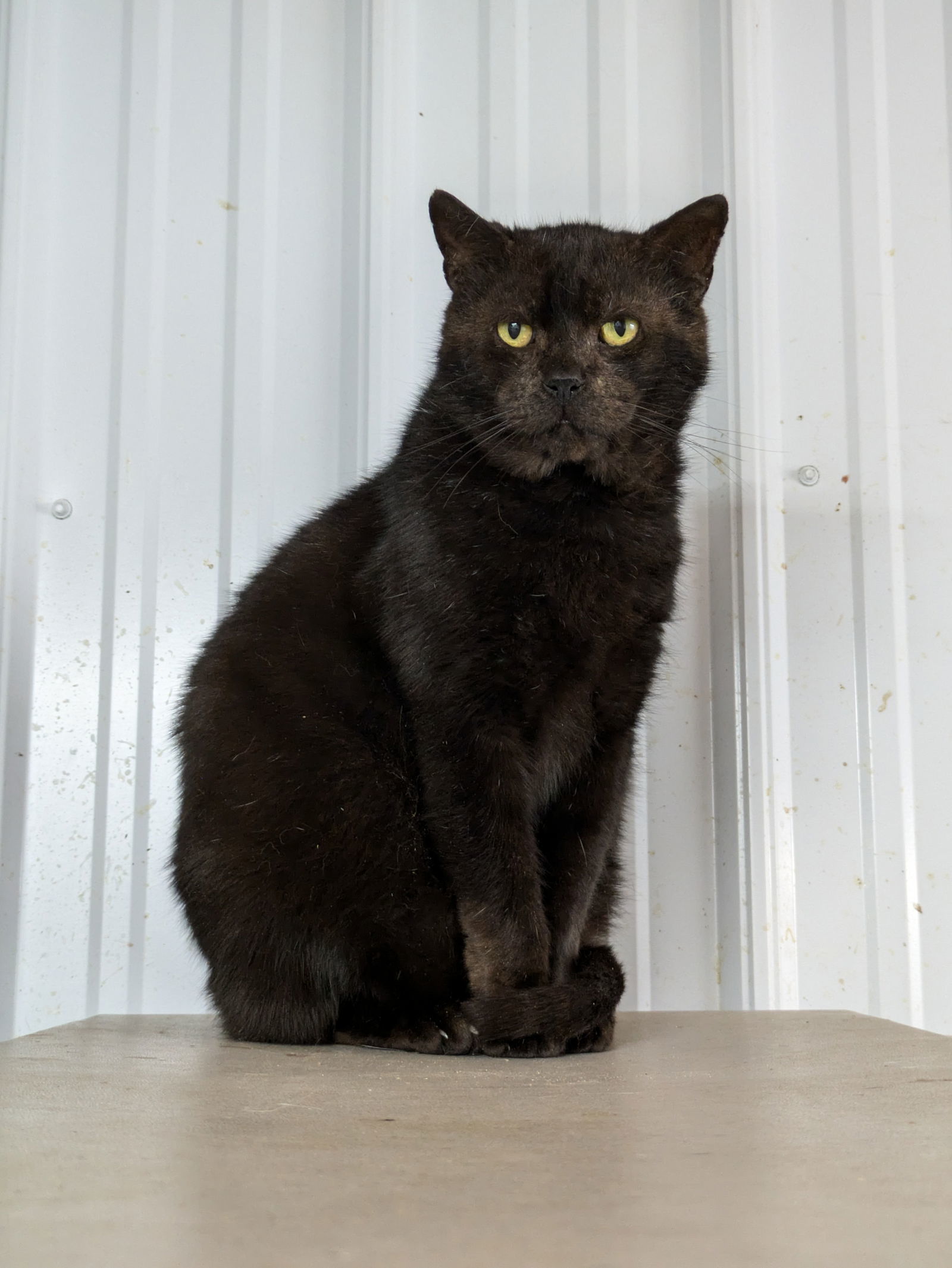 Onyx