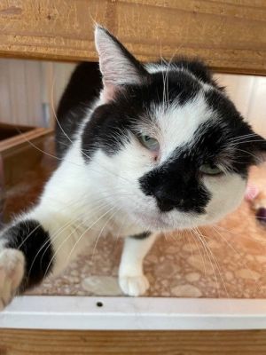 Bam Bam, Adult Male Domestic Short Hair
