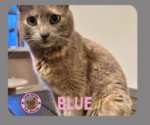 Blue, Young Female Domestic Short Hair