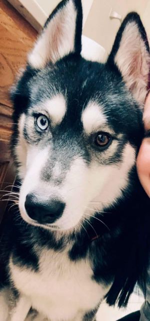 Loki is very smart and even thrives off learning new things He does very good with kids and small o