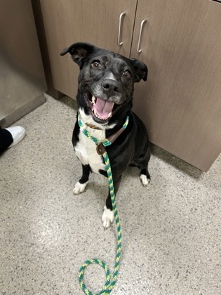 Willow (in foster)
